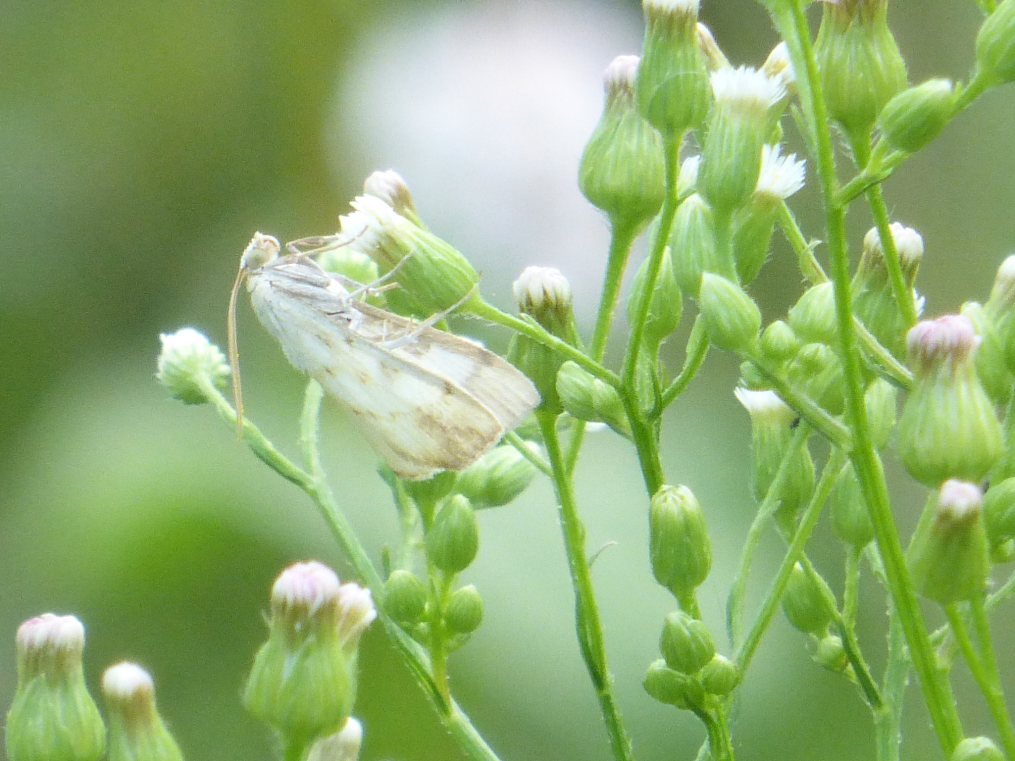 Witte spanner/vlinder?
